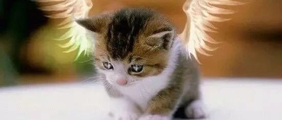 铲屎官假装吃猫的爪子，猫咪信以为真