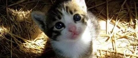 小短腿猫要挠头，可是腿太短了