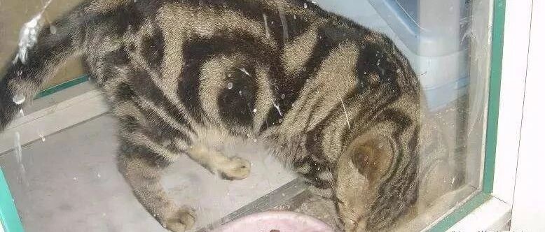 小猫咪在睡觉，突然发现旁边有只寄居猫