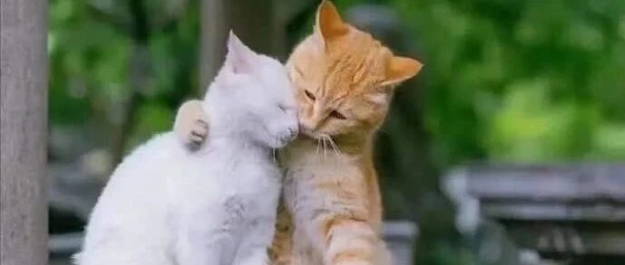 原本恩爱的猫咪，最后还是吵起来了