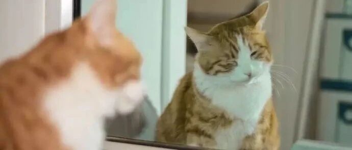 铲屎官电脑被猫咪咬，说猫咪一下还被揍