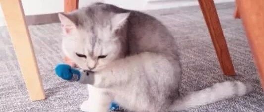 猫咪舔脚脚的时候摇头晃脑的，好可爱