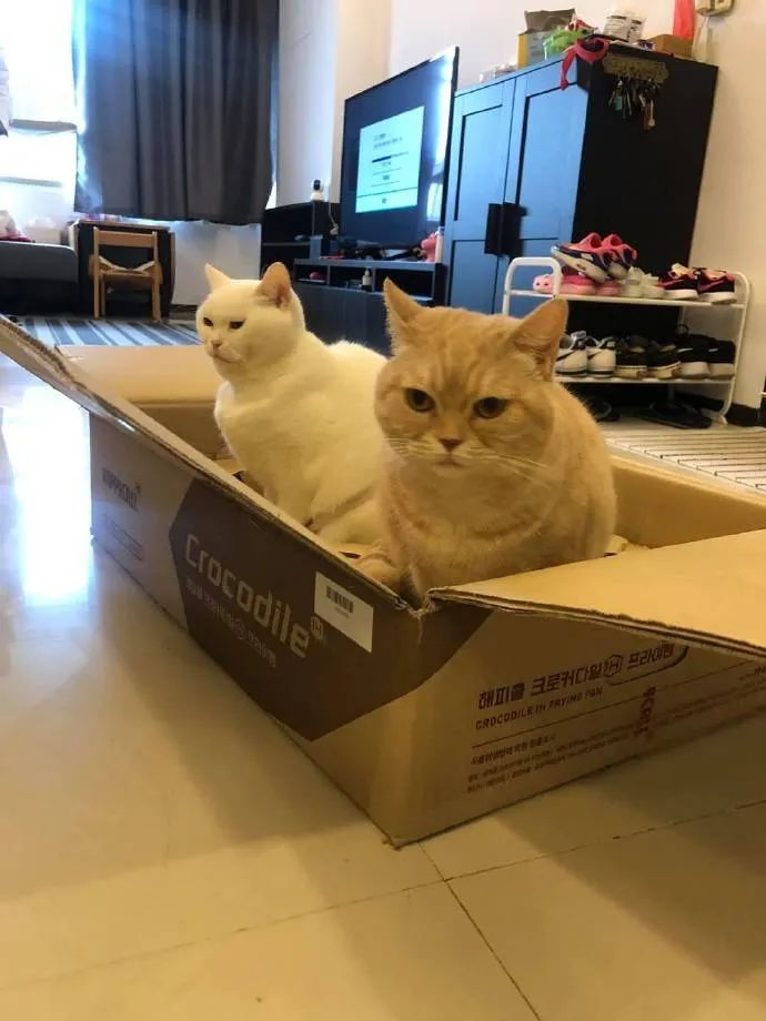 铲屎官买了套厨具，结果箱子两只猫下去刚刚好