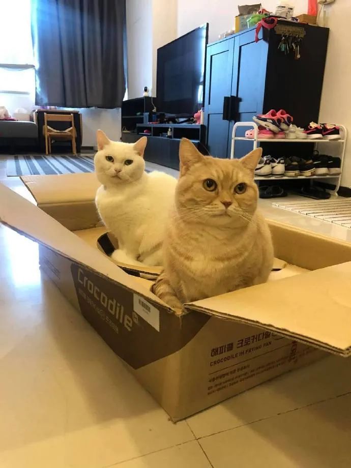 铲屎官买了套厨具，结果箱子两只猫下去刚刚好