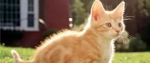 蓝猫和橘猫在打架，黑猫看不下去了