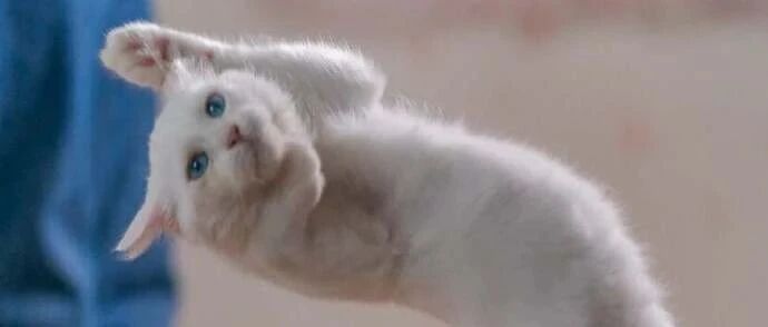 铲屎官捕捉到猫咪离地的照片，请欣赏