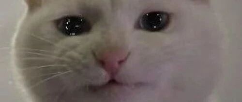 猫爸和猫妈打架，可怜了夹在中间的小猫咪