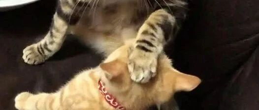 狸猫欺负橘猫，一年后惨了