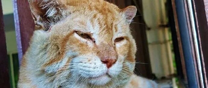 这猫咪长得好像只老虎