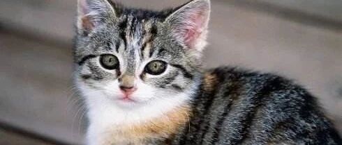 小橘猫玩大猫的尾巴，差点被扫到地上去