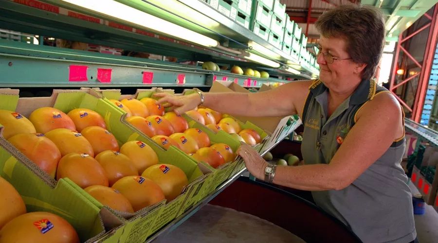 澳洲芒果对香港出口大幅下降 ，大量供应国内或造成价格低迷！