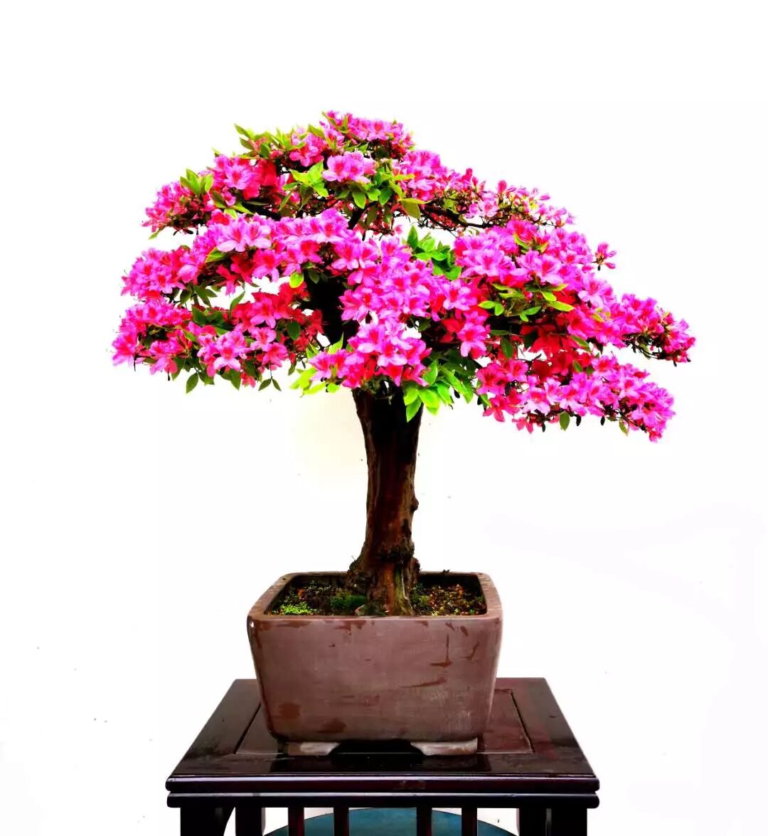 盆栽杜鹃最实用的方法