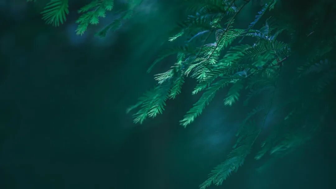 电脑壁纸｜高清电脑壁纸4K桌面壁纸4k超清护眼电脑壁纸