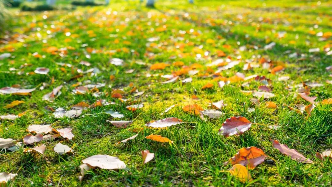 电脑壁纸｜超清8K无水印电脑桌面壁纸风景壁纸50张