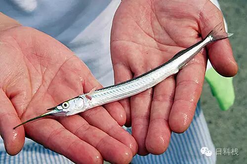 水針魚 來認識一下這條纖瘦又好吃的銀身魚 丸食堂 微文庫