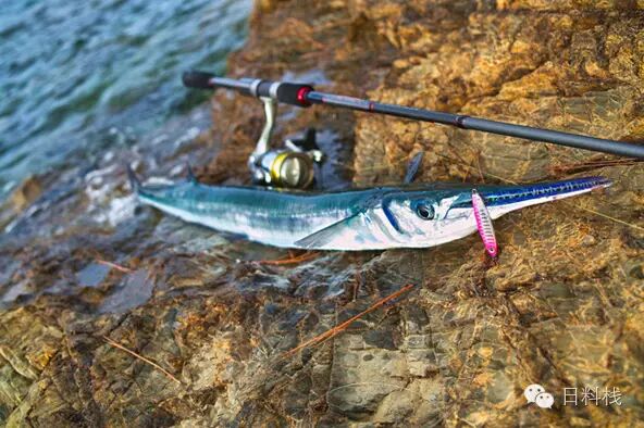 水針魚 來認識一下這條纖瘦又好吃的銀身魚 丸食堂 微文庫