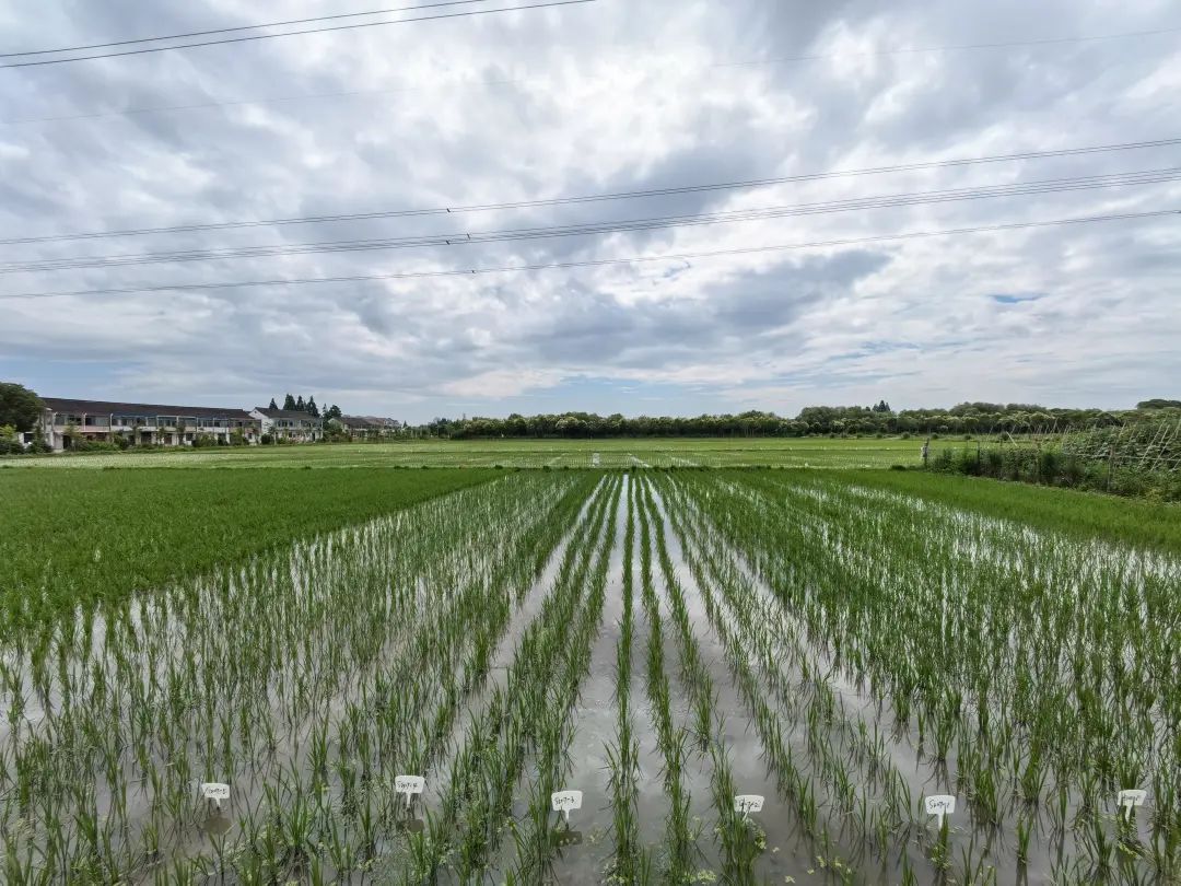 護航糧食安全水稻計劃預計將在本月底完成夏種工作