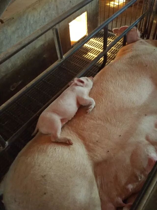 不过兄弟多了确实有点挤!迈着小短腿放肆往上爬!