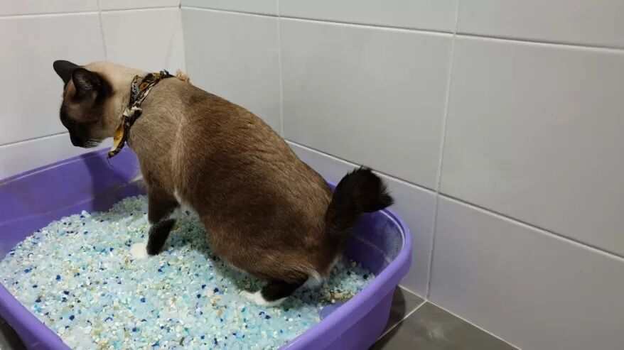 猫的这个高发u201c私密u201d病，会让它丢命！ - 萌爪医生 微信公众号文章阅读 