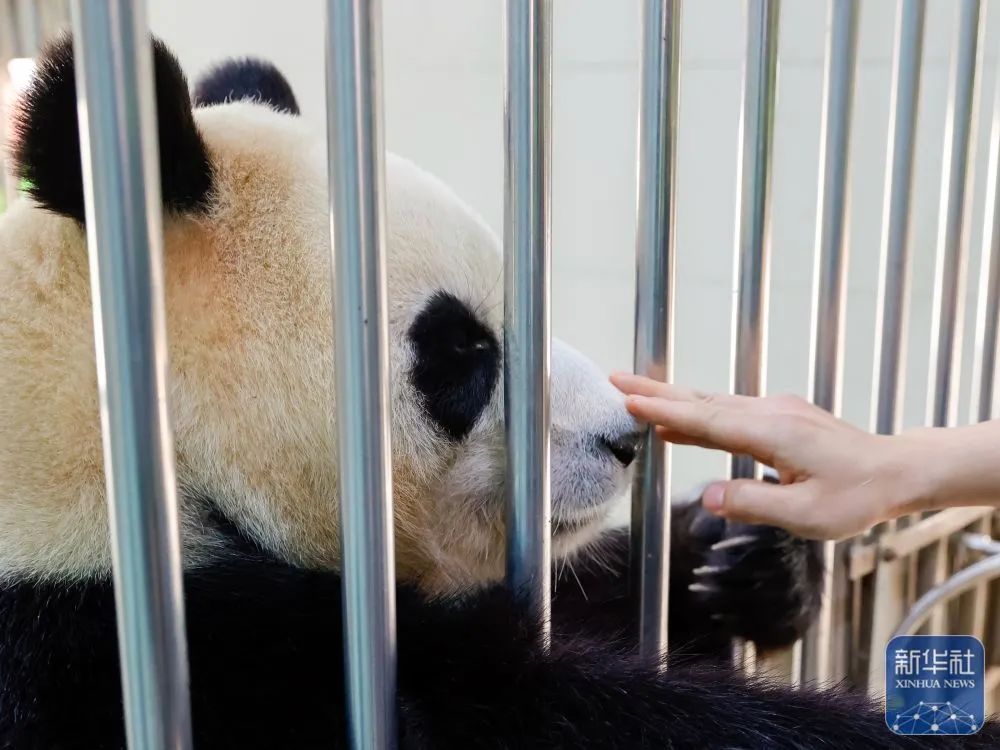 福宝食欲及状态良好