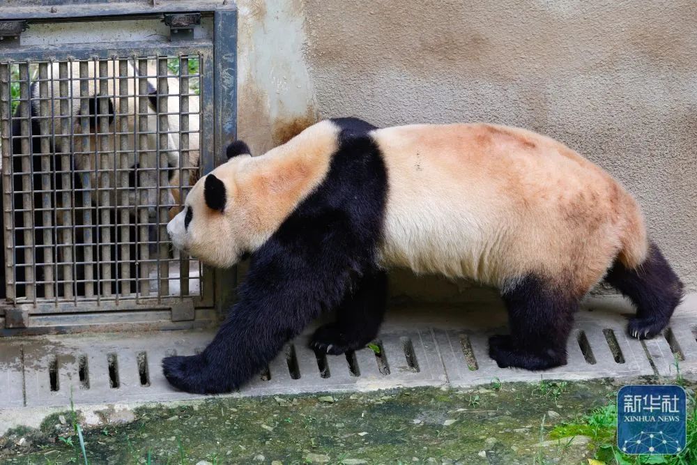 福宝食欲及状态良好