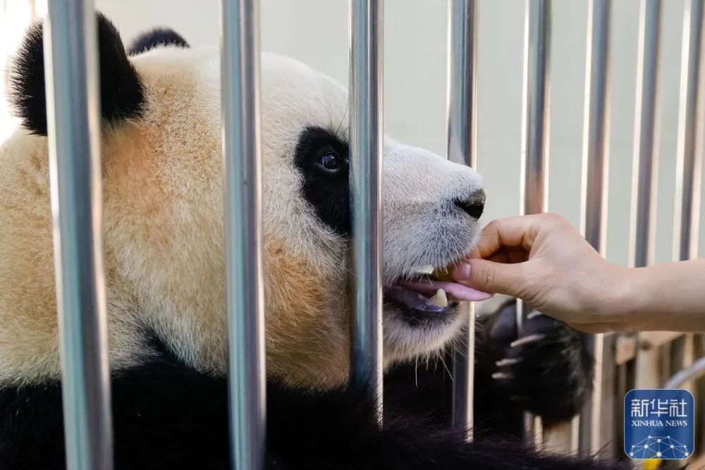 福宝食欲及状态良好