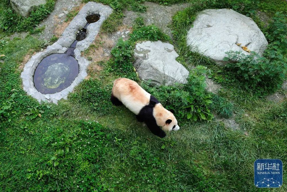 福宝食欲及状态良好