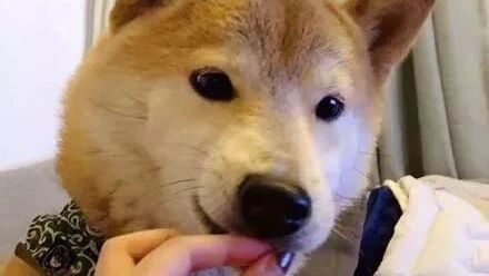 主人捏了一把空气给狗，它嚼过后，开心得像个200斤的傻胖子....