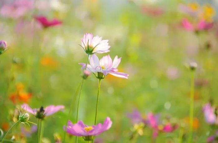 笑对人生_笑倾城之神级人生_春风似旧花仍笑,人生岂得长年少