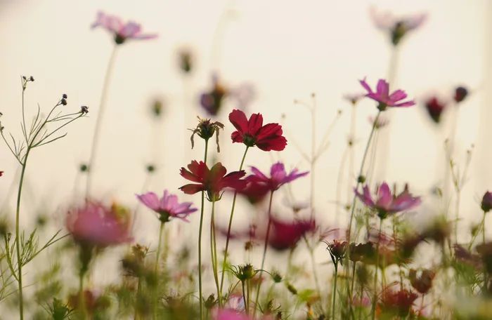 春风似旧花仍笑,人生岂得长年少_笑倾城之神级人生_笑对人生