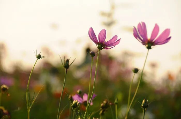 春风似旧花仍笑,人生岂得长年少_笑倾城之神级人生_笑对人生
