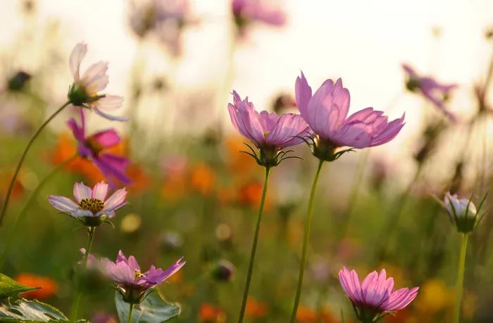 笑倾城之神级人生_笑对人生_春风似旧花仍笑,人生岂得长年少