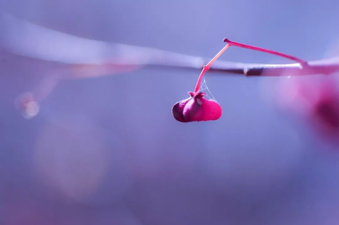 赏读 愿山河无恙 人间皆安 百草园书店 微信公众号文章阅读 Wemp