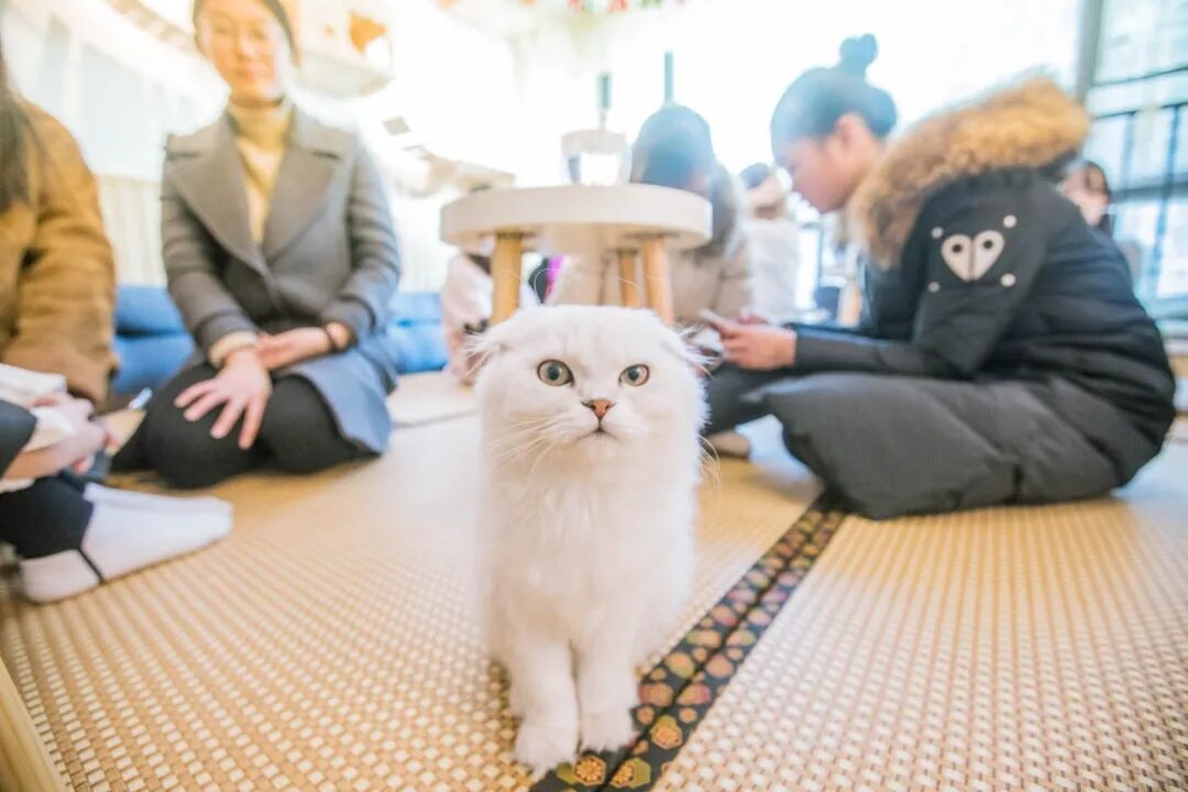 猫咖——一种与猫和咖啡邂逅的解压新方式_喂养_维宠宠物导航网