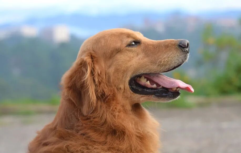 狗狗舌尖上的秘密 习性 维宠宠物导航网