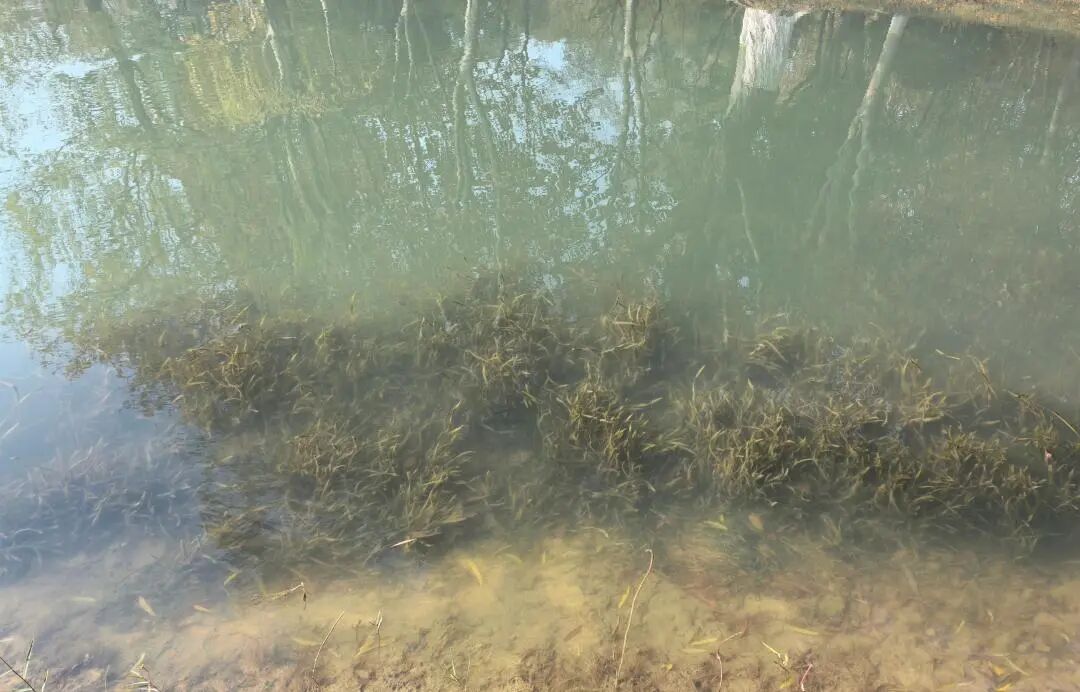 省巢湖管理局联合生态环境部长江局监测中心调研巢湖底泥洗脱生境改善试验项目