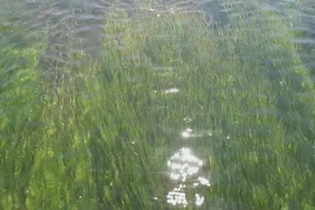 消除黑臭离生态恢复有多远？——底泥洗脱暨生态修复技术亮相中国新环会