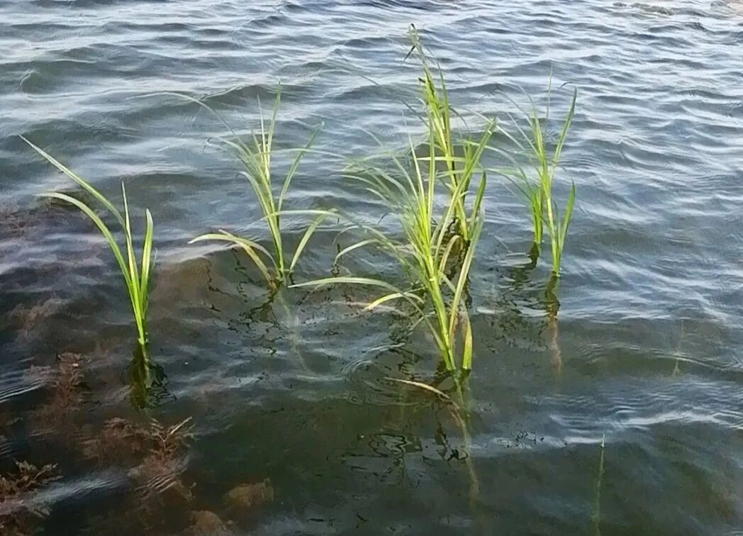 洪湖自然保护区管理局局长游敏调研底泥洗脱生态修复试验项目