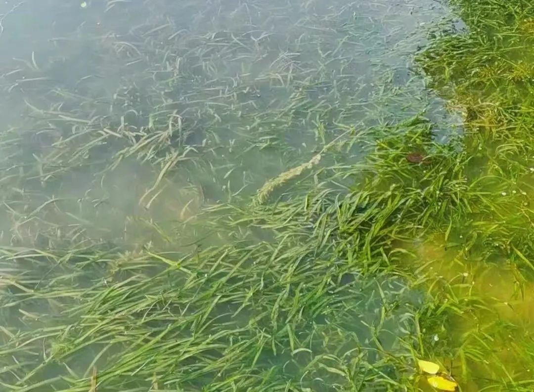 圖片 蚌埠市生態(tài)環(huán)境局局長沈三保一行考察安慶“兩湖三河”水環(huán)境治理項(xiàng)目