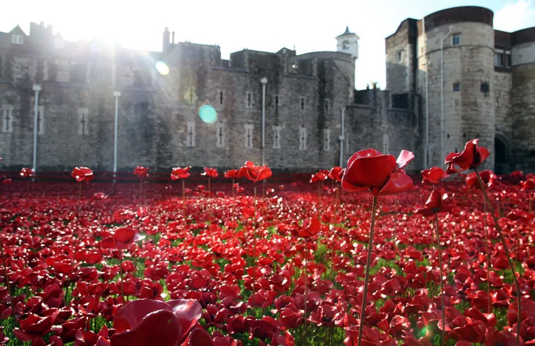 11 月 11 日(老兵纪念日),888246 朵陶瓷罂粟花将英国伦敦塔包围起来