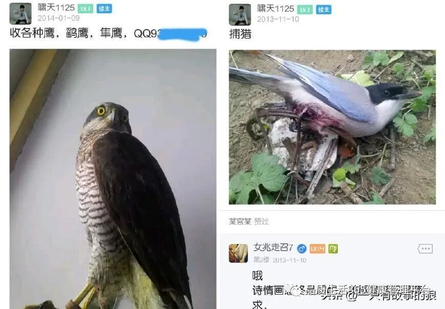 “掏鸟案”男子出狱，身价1500万