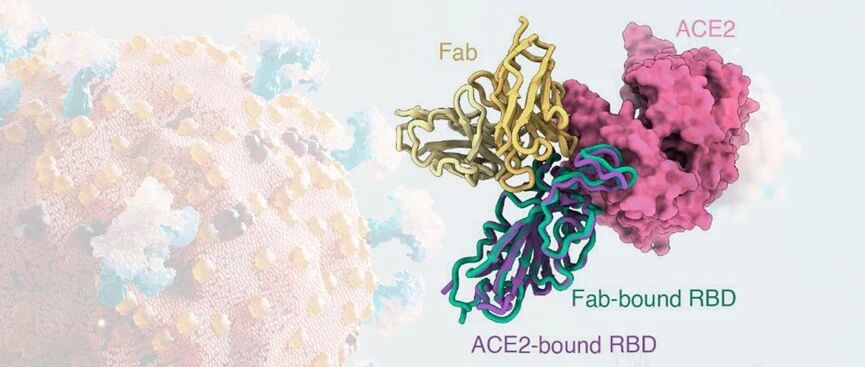 奥密克戎来势汹汹，新冠中和抗体能够力挽狂澜吗？
