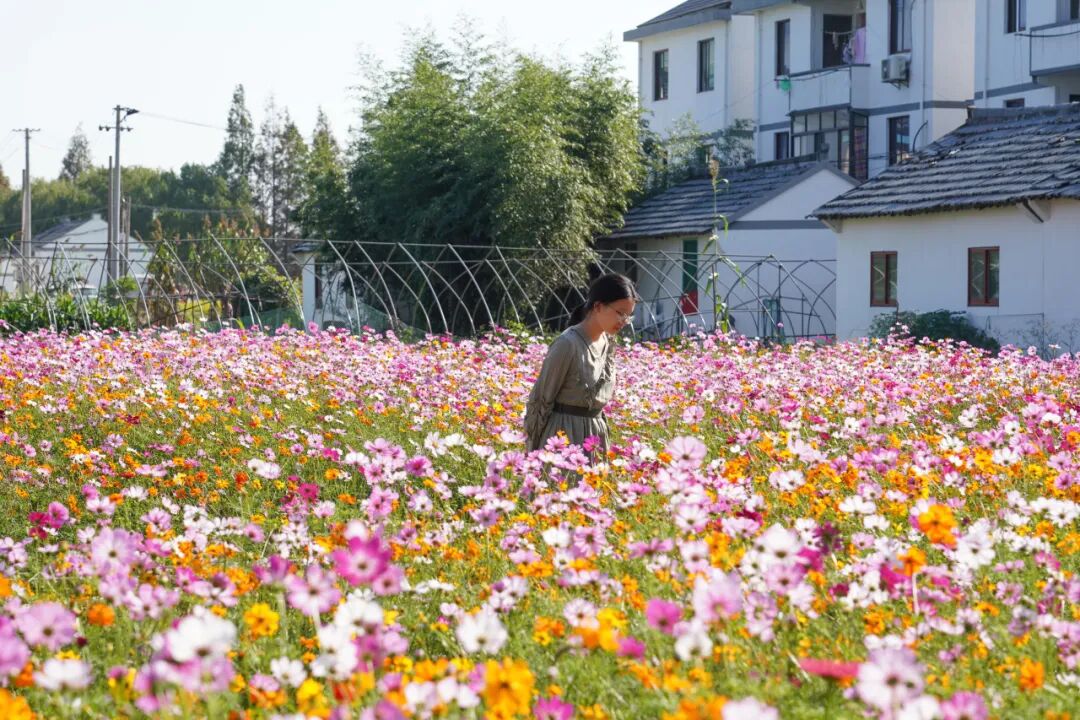 快来奉贤这片花海探寻深秋的五彩斑斓吧!