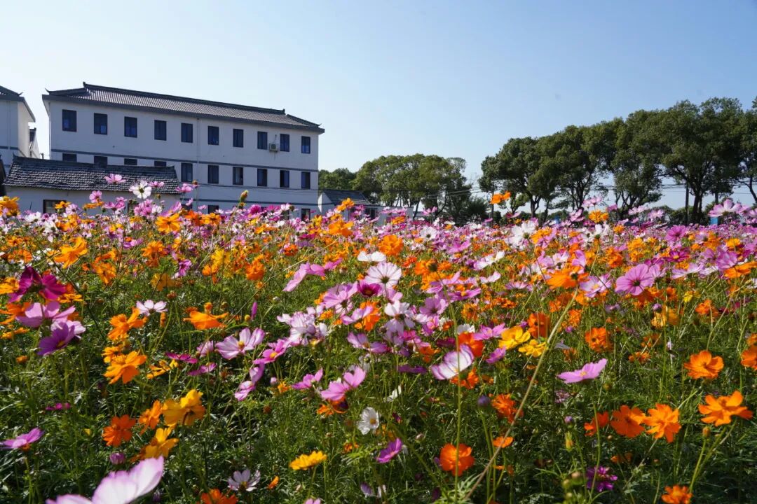 快来奉贤这片花海探寻深秋的五彩斑斓吧!