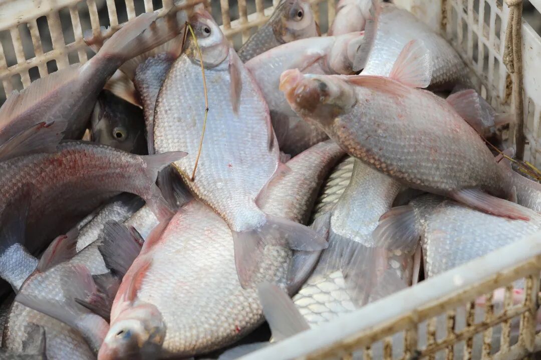 关于北京积水潭医院、密云区黄牛票贩子挂号号贩子的信息