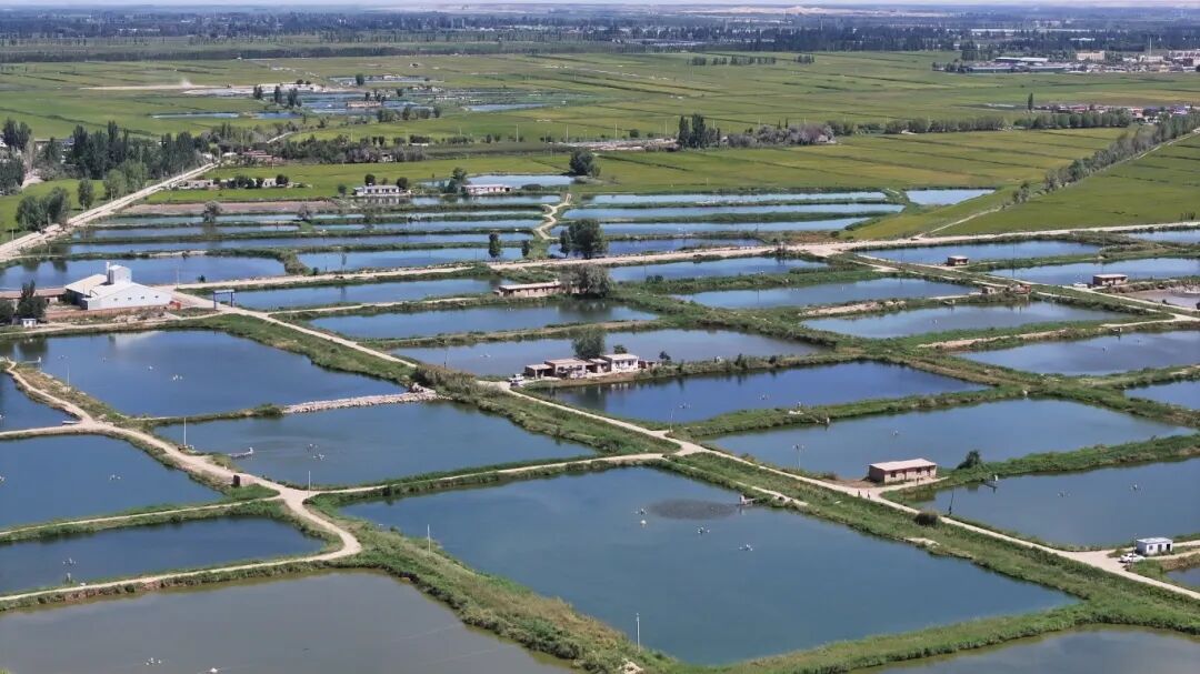 作品12：《兴庆渔业》刘愿明 18009515859 银川市兴庆区通贵乡.JPG