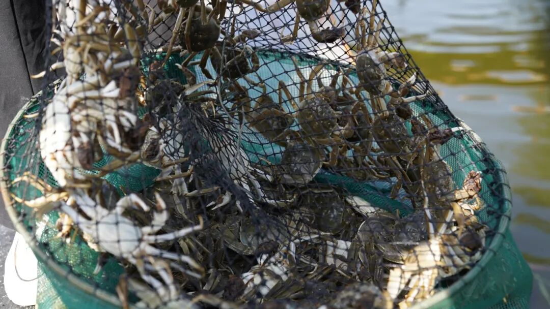 作品6：《塞上黄河大闸蟹》刘愿明 18009515859 银川市兴庆区掌政镇塞上黄河大闸蟹基地.JPG