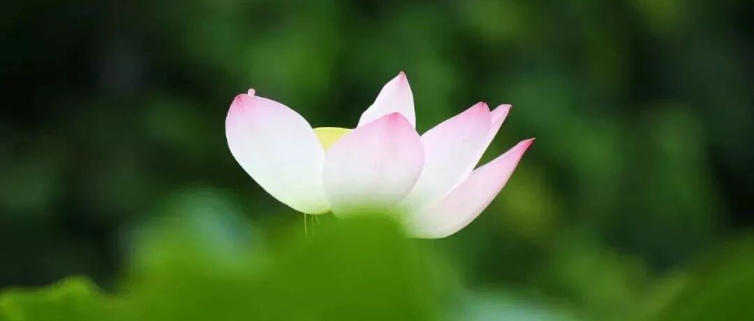 有多少人败给了“荷花定律”？