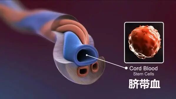 为什么剪脐带要先夹住新生儿是怎么剪断脐带？剪脐带时宝宝疼不疼？可能和你想的不一样_https://www.jmylbn.com_新闻资讯_第7张