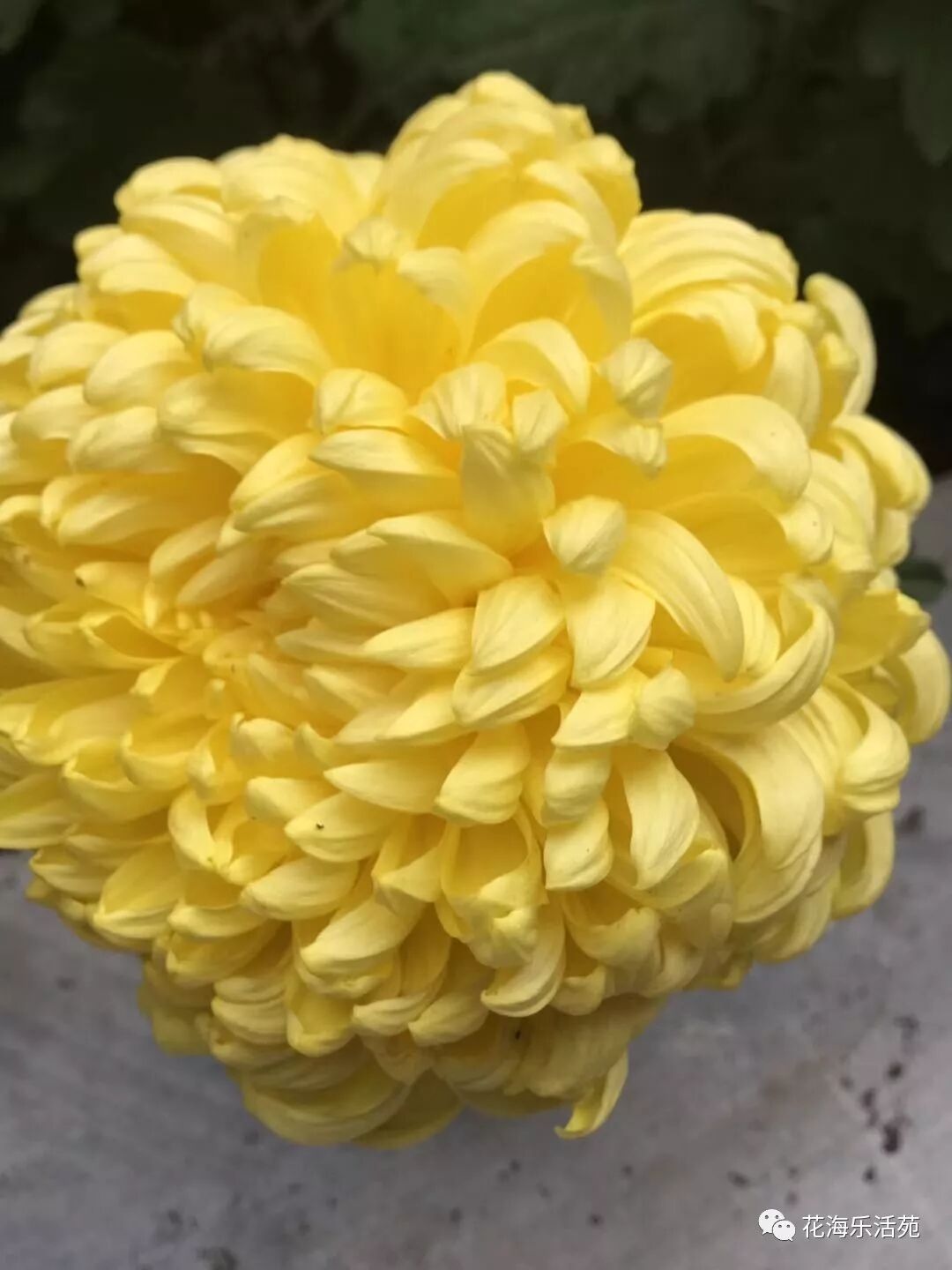 菊花邮票困惑 花海乐活苑 微信公众号文章阅读 Wemp